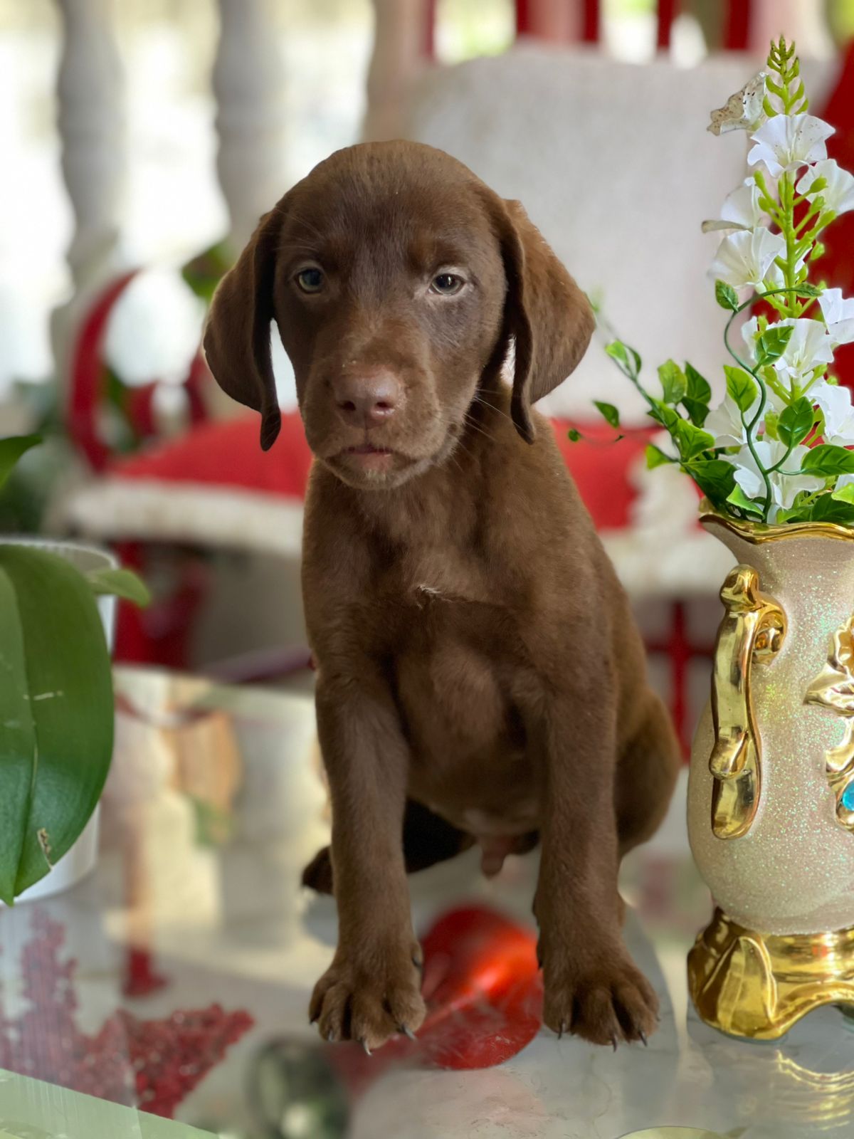 Labrador Chocolate Macho  Foto 7313968-3.jpg