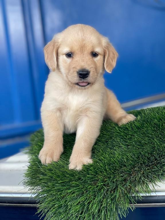 Golden Retriever Ambos Sexos  Foto 7313973-1.jpg