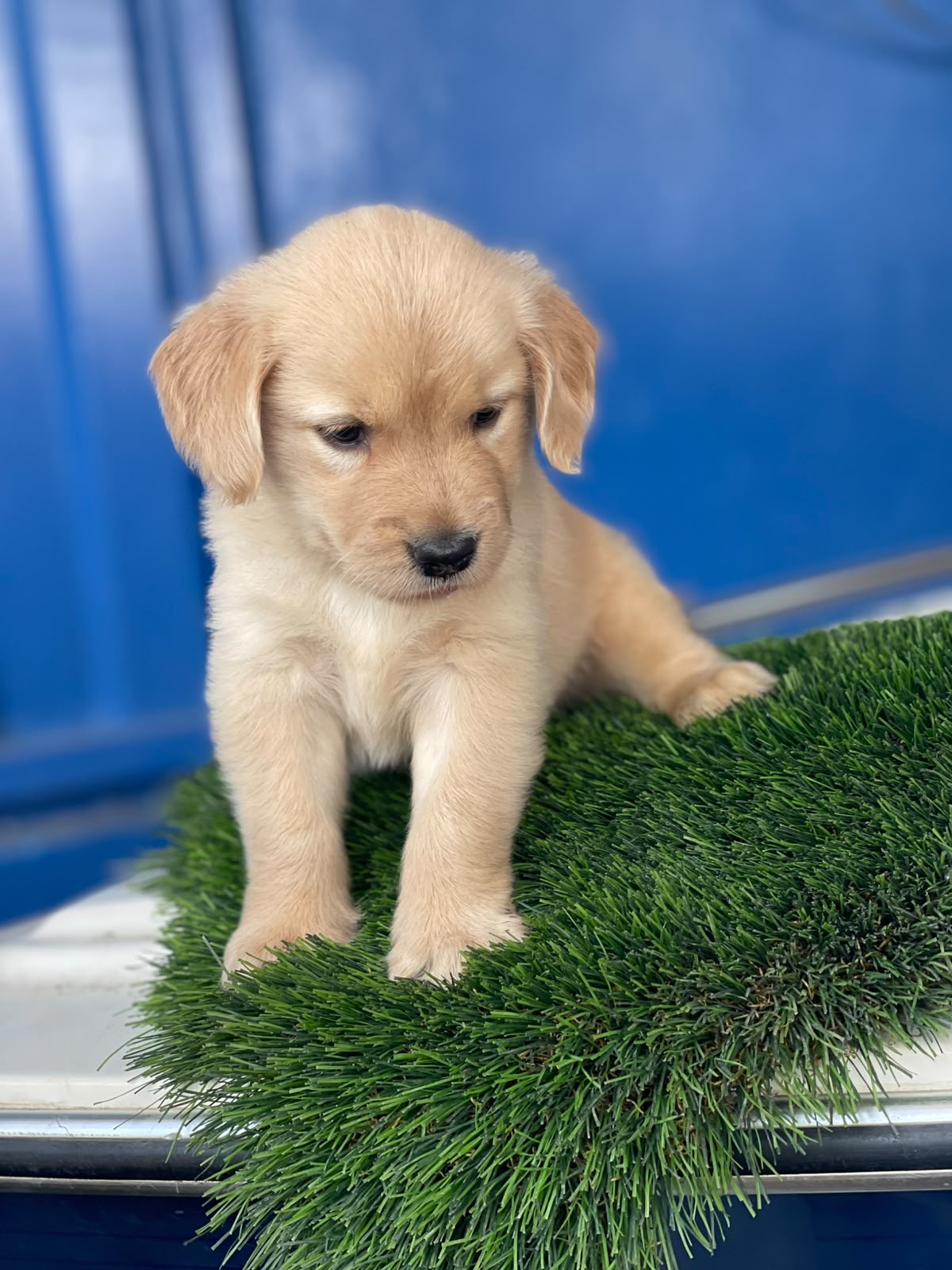 Golden Retriever Ambos Sexos  Foto 7313973-3.jpg