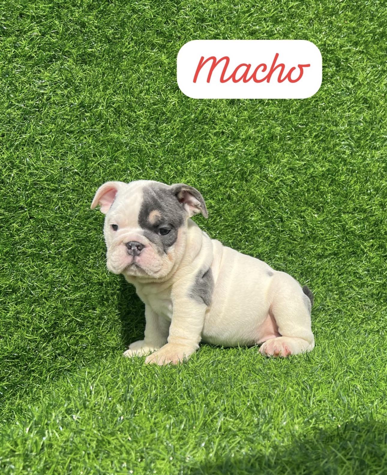Bulldog Inglés Ambos Sexos  Foto 7313977-4.jpg