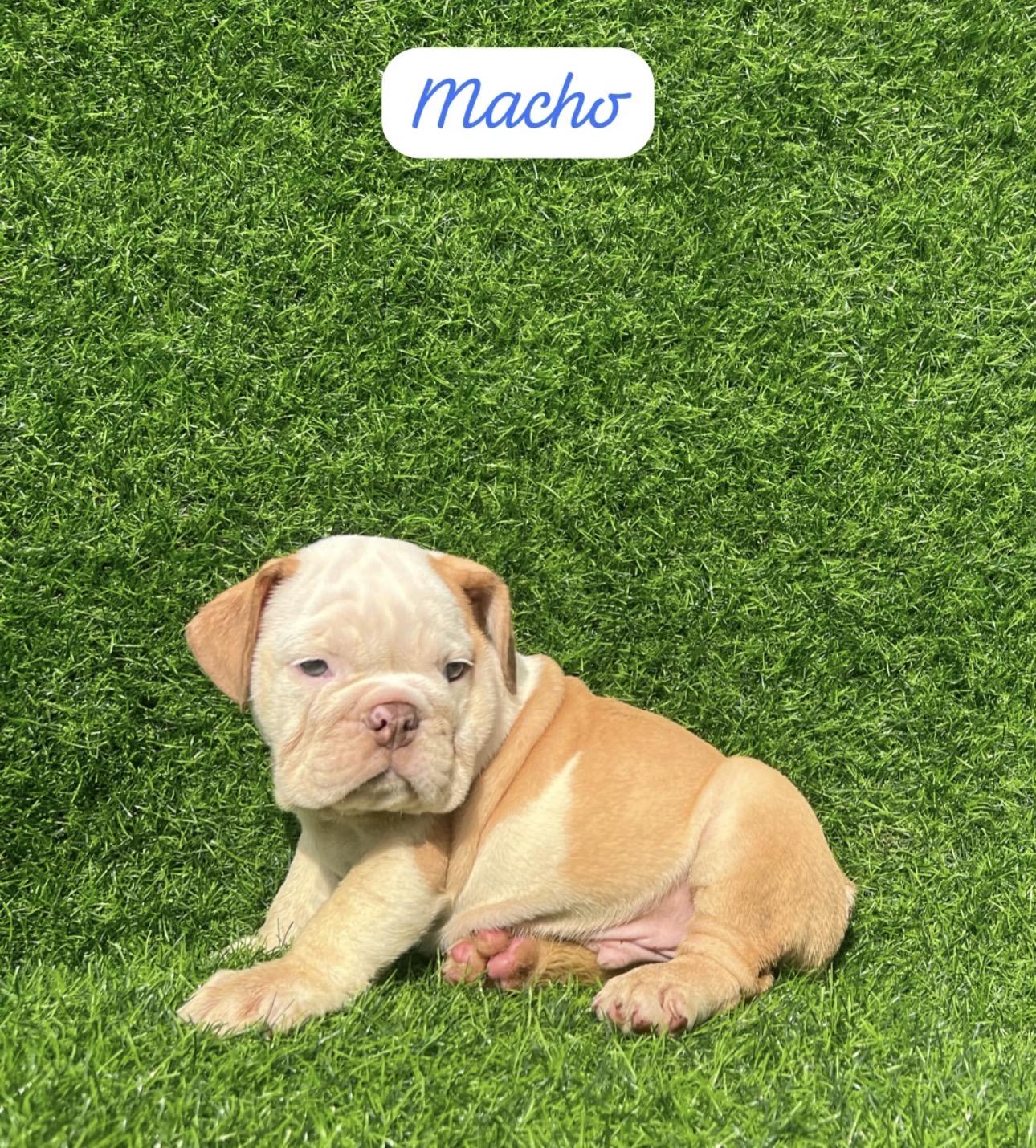 Bulldog Inglés Ambos Sexos  Foto 7313977-6.jpg