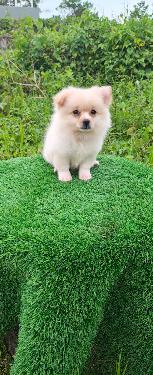 OFERTA CACHORRO POMERANIA MACHO EN SANTO DOMINGO Y VACUNADA Foto 7313980-1.jpg