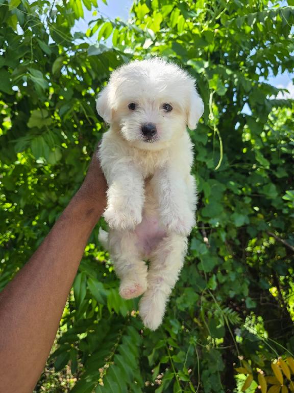 OFERTA CACHORRO MALTIPOO HEMBRA  EN SANTO DOMINGO Y VACUNA AL DIA  Foto 7314036-1.jpg