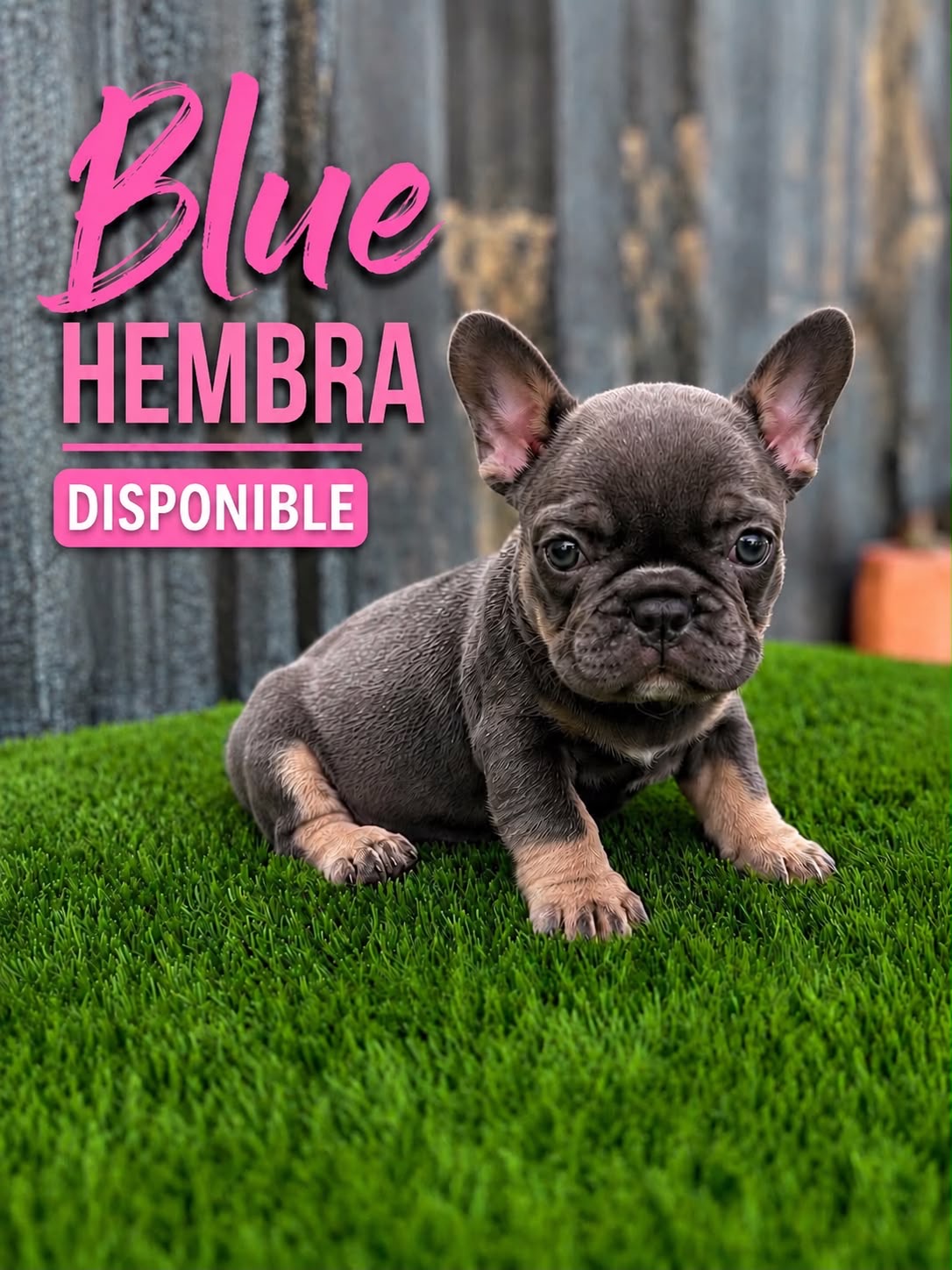 Bulldog Francés Hembras  Foto 7314128-2.jpg