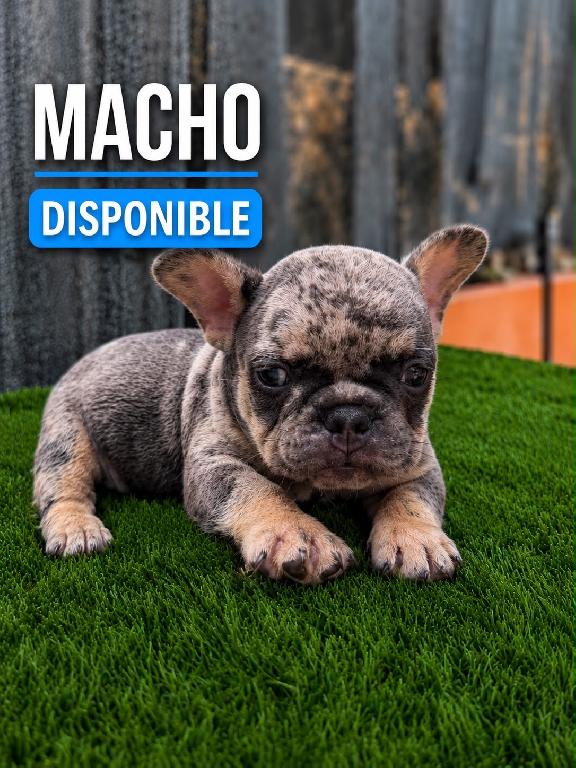 Bulldog Frances Macho  Foto 7314129-1.jpg