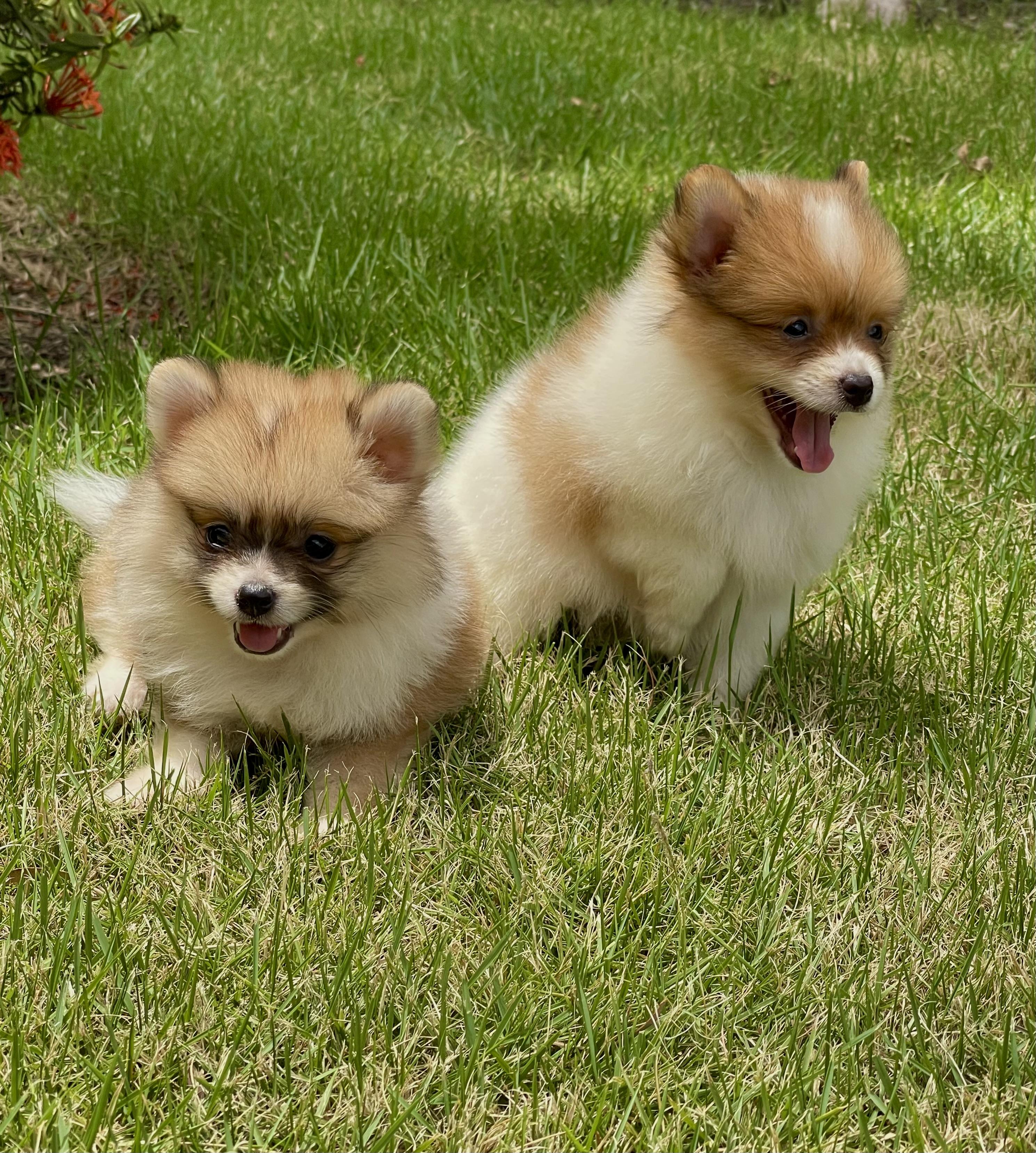Cachorros Pomerania Foto 7314172-2.jpg