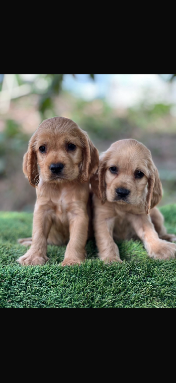 Cachorros Coker spaniel Foto 7314174-1.jpg