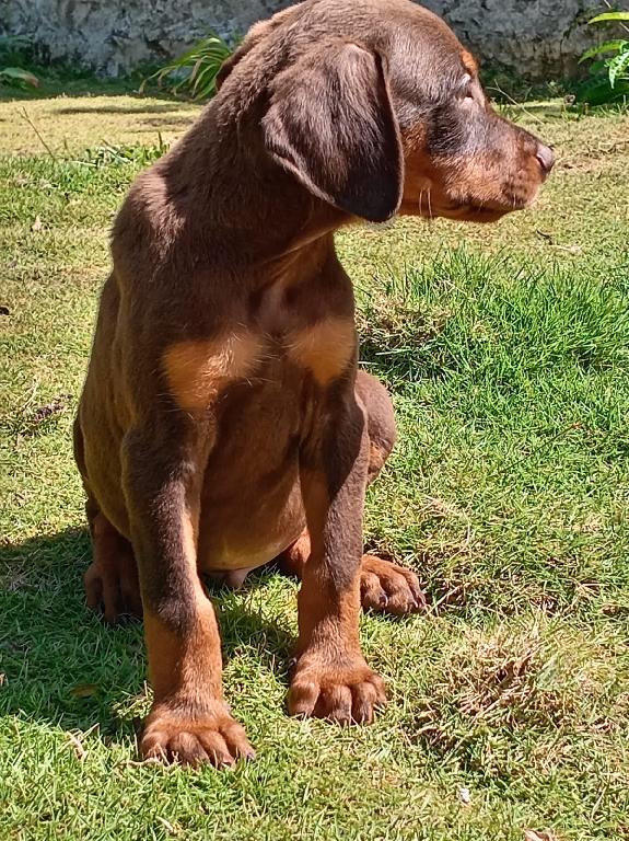 Cachorros Doberman  Foto 7314175-1.jpg