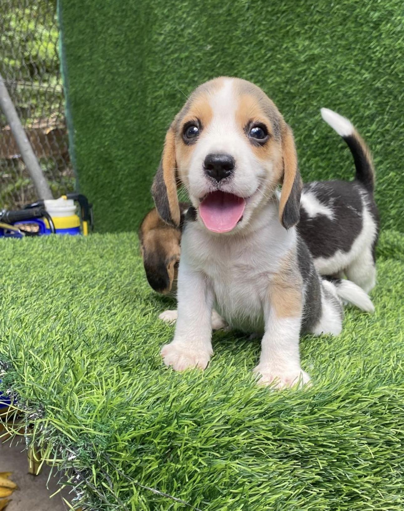 Beagle   Machos Foto 7314294-2.jpg