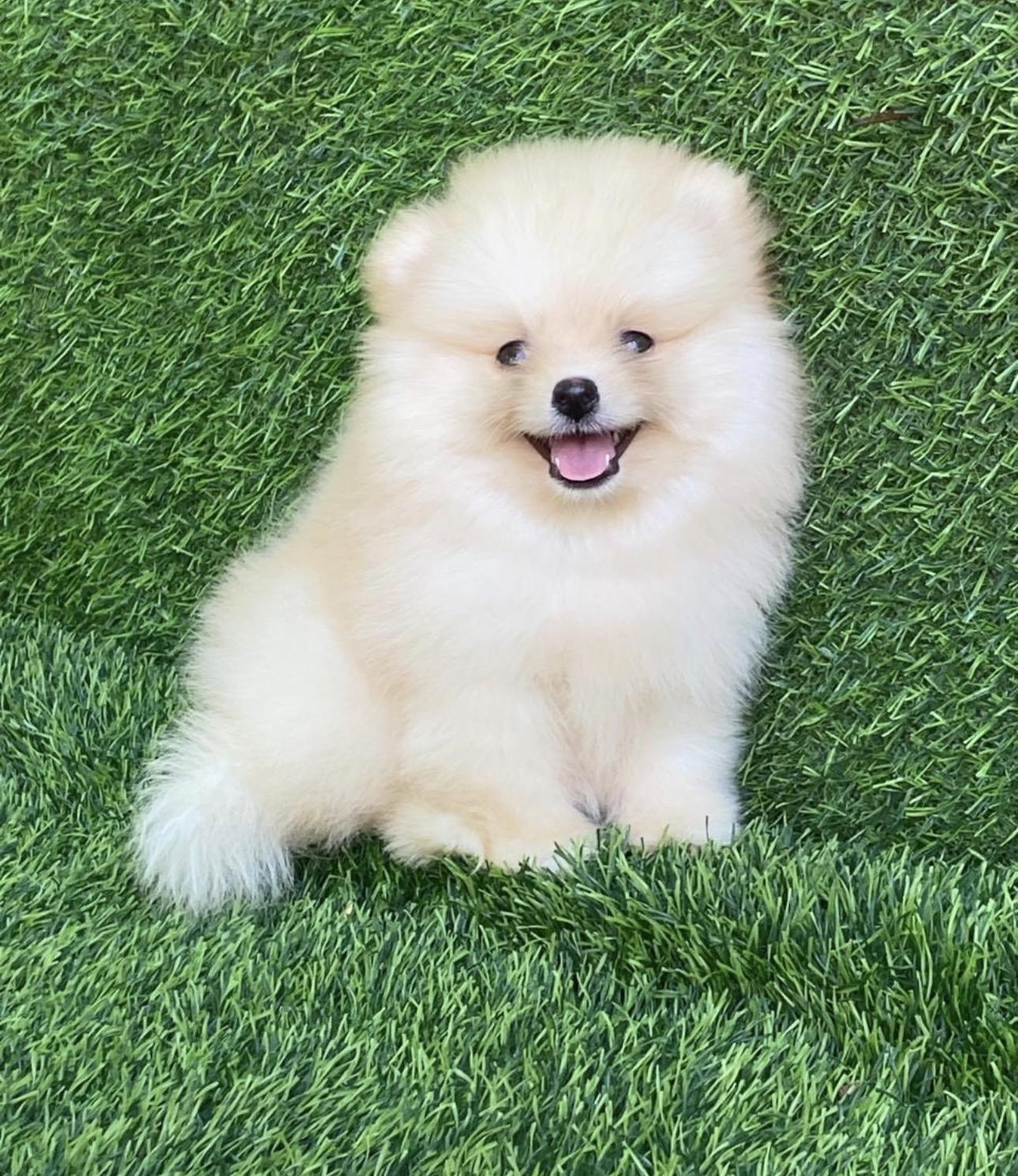 Pomerania Cálidad Cara de Oso Macho Foto 7314295-2.jpg