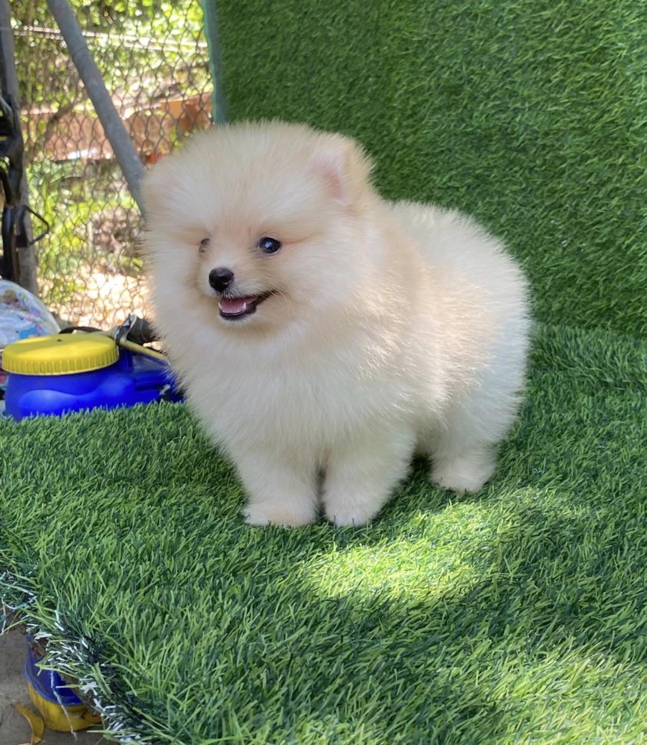 Pomerania Cálidad Cara de Oso Macho Foto 7314295-3.jpg