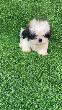 OFERTA CACHORRO SHIPOO MACHO EN SANTO DOMINGO Y VACUNA AL DIA  Foto 7314300-1.jpg
