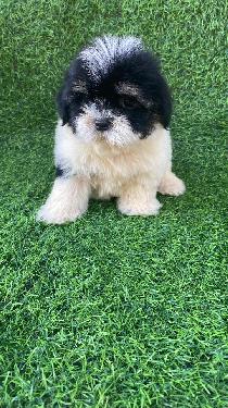 OFERTA CACHORRO SHIPOO HEMBRA EN SANTO DOMINGO Y VACUNA AL DIA  Foto 7314302-1.jpg