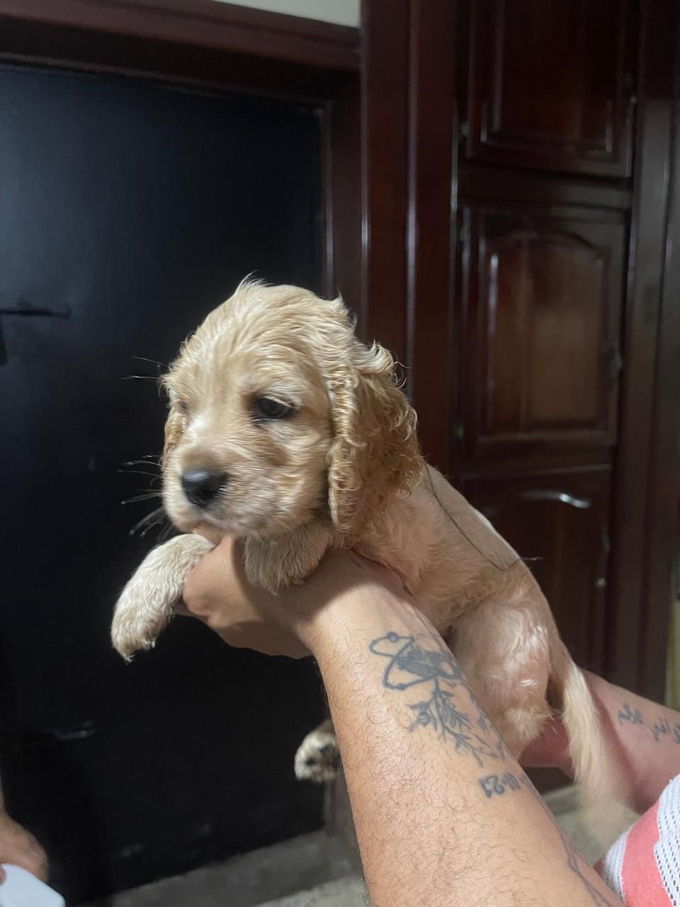 OFERTA CACHORRO COCKER SPANIEL HEMBRA EN SANTO DOMINGO Y VACUNA AL DIA Foto 7314559-1.jpg