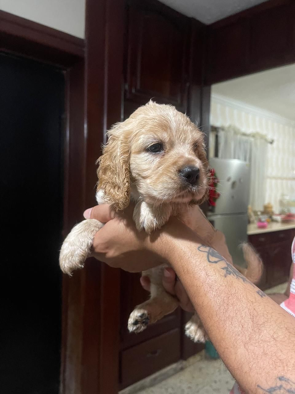 OFERTA CACHORRO COCKER SPANIEL HEMBRA EN SANTO DOMINGO Y VACUNA AL DIA Foto 7314559-2.jpg