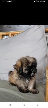 OFERTA CACHORRO SHIH TZU AMBOS SEXO EN SANTO DOMINGO Y VACUNADOS  Foto 7314560-1.jpg