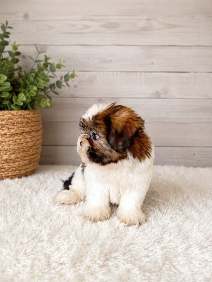 OFERTA CACHORRO SHIH TZU AMBOS SEXO EN SANTO DOMINGO Y VACUNADOS  Foto 7314560-4.jpg