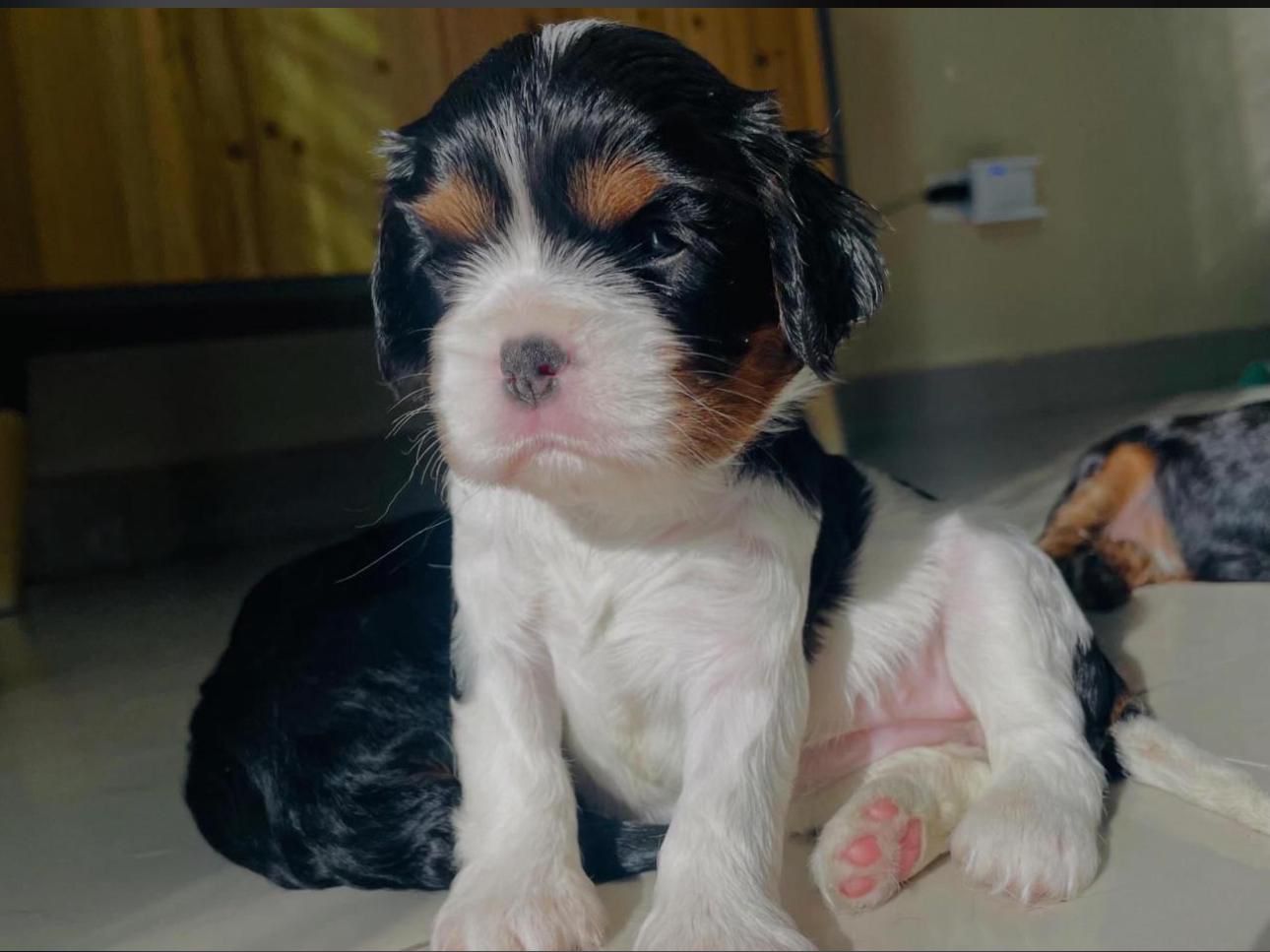 OFERTA EXOTICO CACHORRO CAVALIER AMBOS SEXO CON PEDIGRI AKC UBICADO EN Foto 7314621-2.jpg