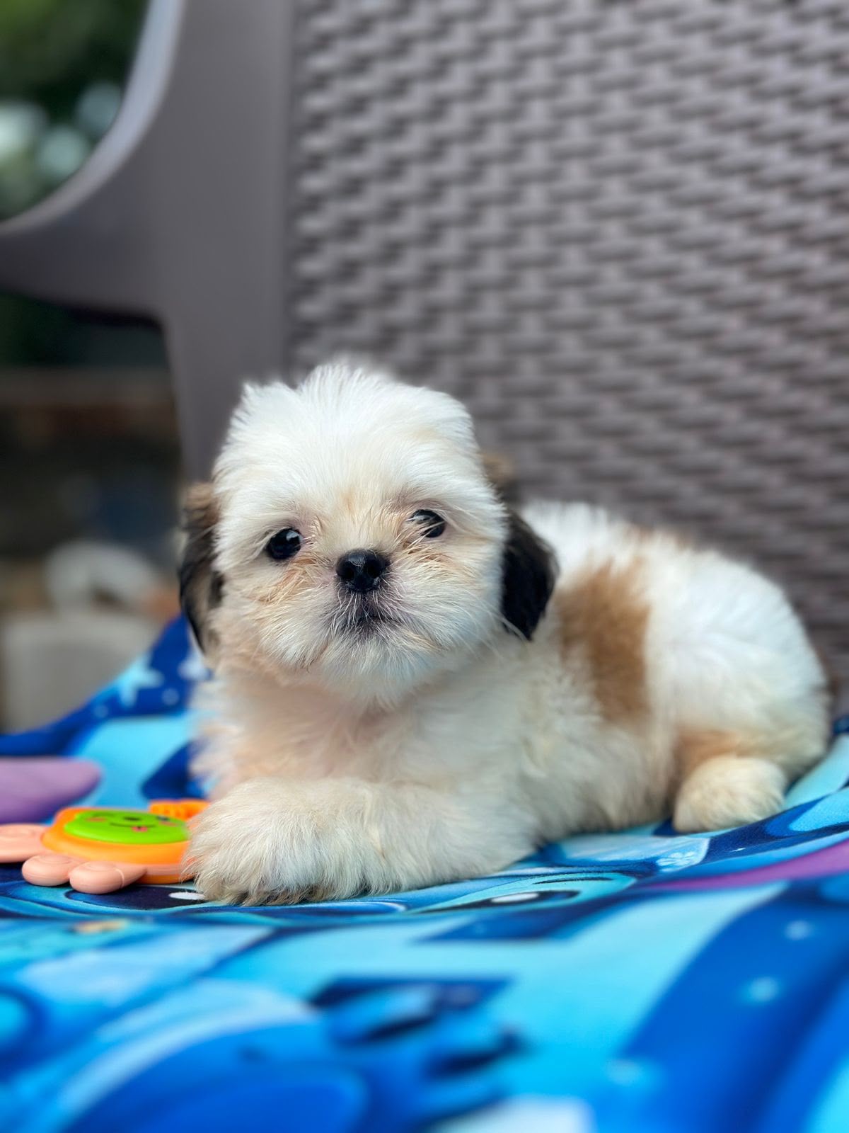 OFERTA CACHORRO SHIH TZU AMBOS SEXO EN SANTO DOMINGO Y VACUNADOS  Foto 7314622-1.jpg