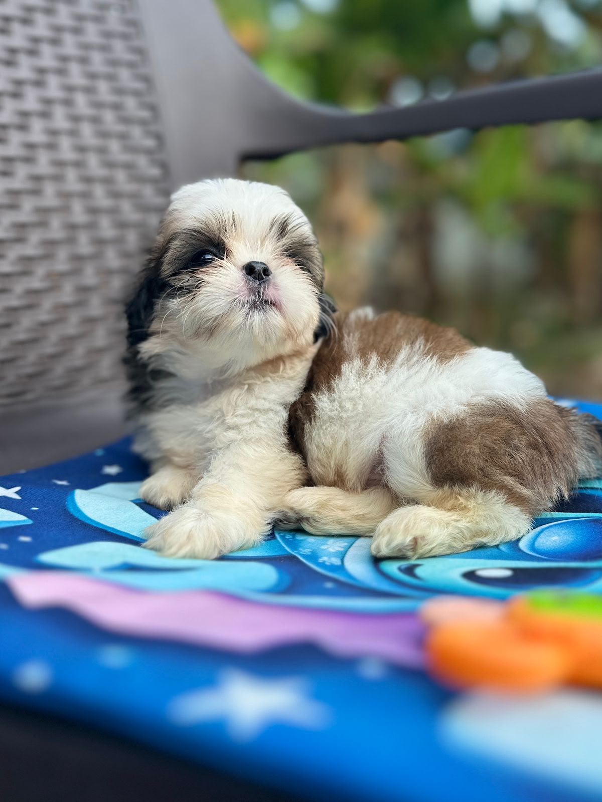 OFERTA CACHORRO SHIH TZU AMBOS SEXO EN SANTO DOMINGO Y VACUNADOS  Foto 7314622-3.jpg