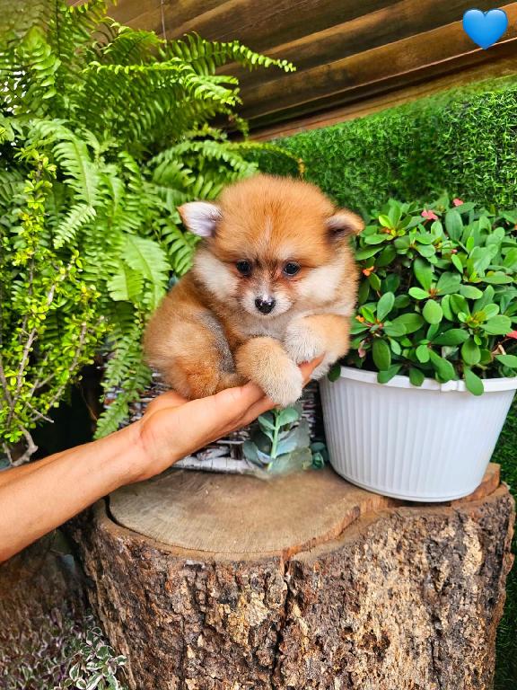 OFERTA CACHORRO POMERANIA MACHO EN SANTO DOMINGO Y VACUNADA Foto 7314625-1.jpg