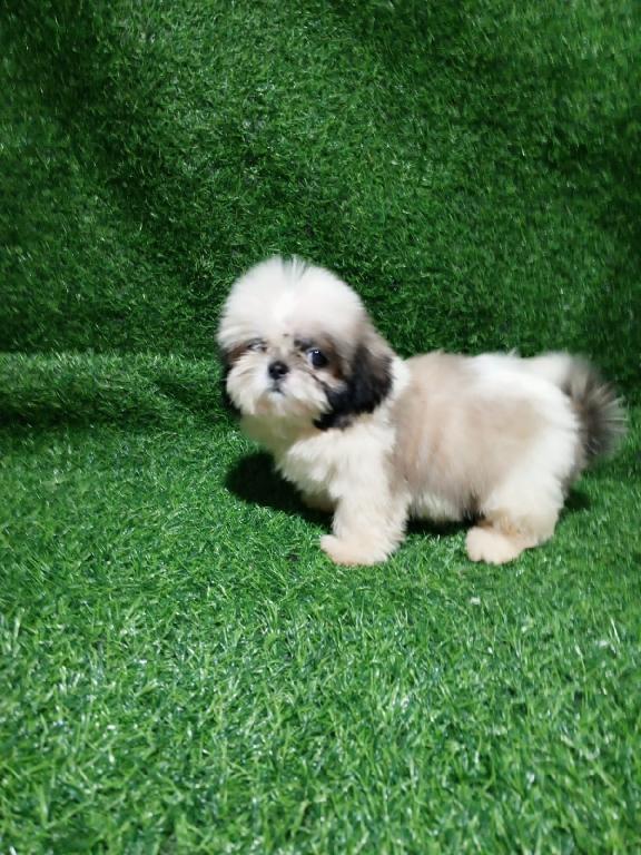 OFERTA CACHORRO SHIH TZU HEMBRA EN SANTO DOMINGO Y VACUNADOS  Foto 7314630-1.jpg