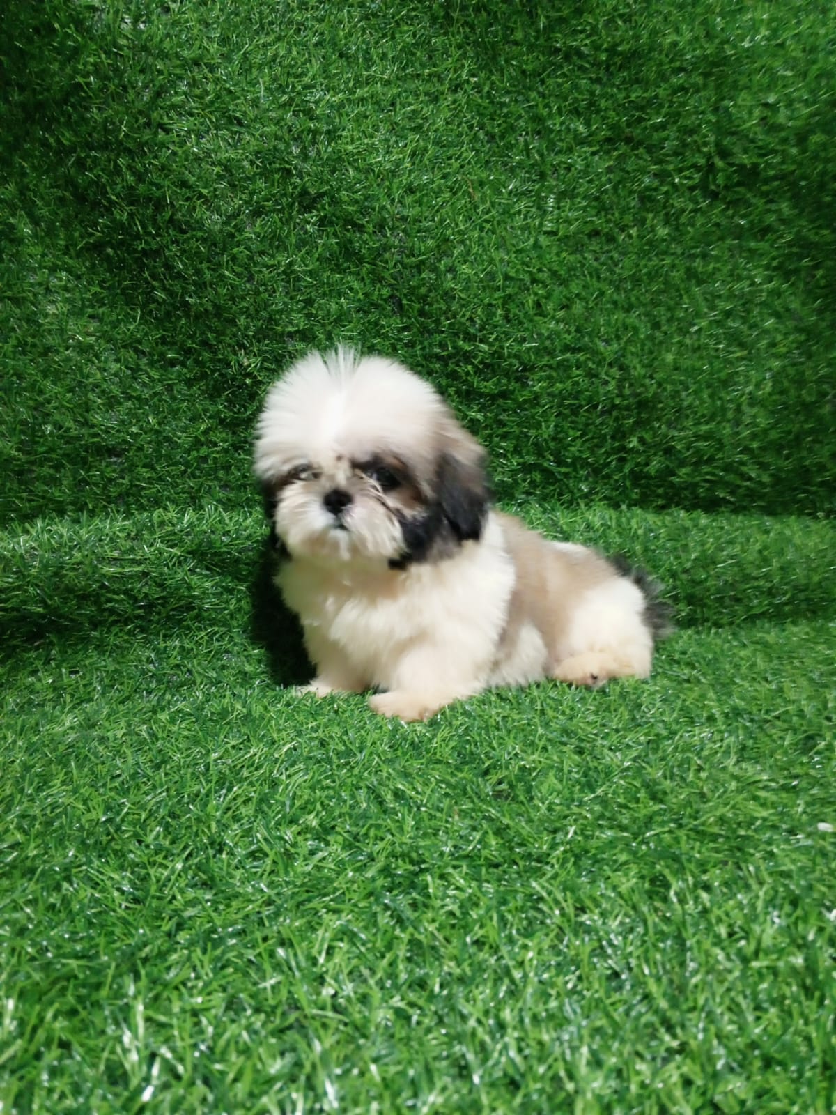 OFERTA CACHORRO SHIH TZU HEMBRA EN SANTO DOMINGO Y VACUNADOS  Foto 7314630-2.jpg