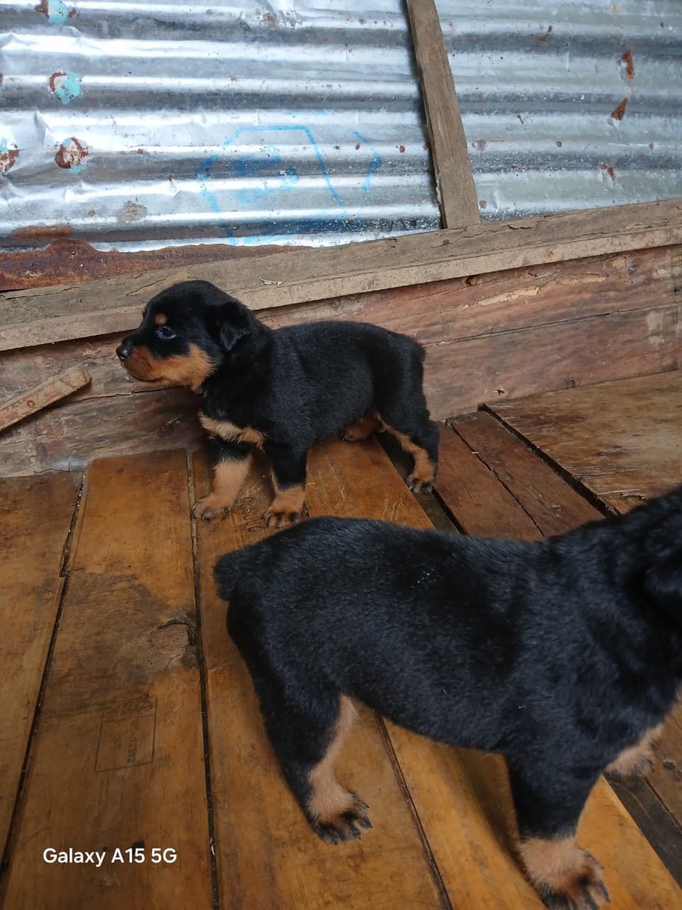 OFERTA CACHORRO ROTTWAILER AMBO SEXO CON SU VACUNA AL DIA EN COTUI Foto 7314631-1.jpg
