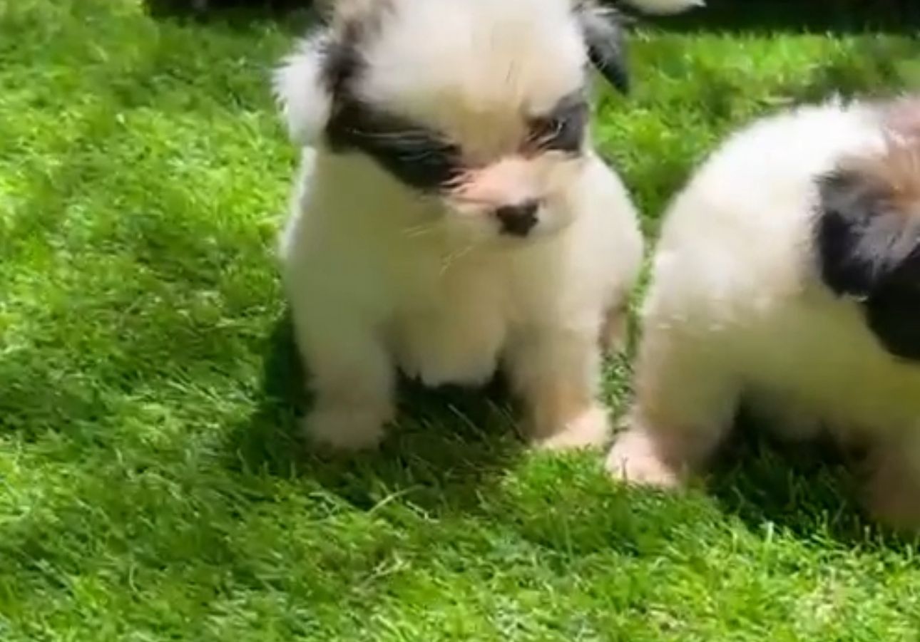OFERTA CACHORRO SHIPOO HEMBRA EN SANTO DOMINGO Y VACUNA AL DIA  Foto 7314632-1.jpg