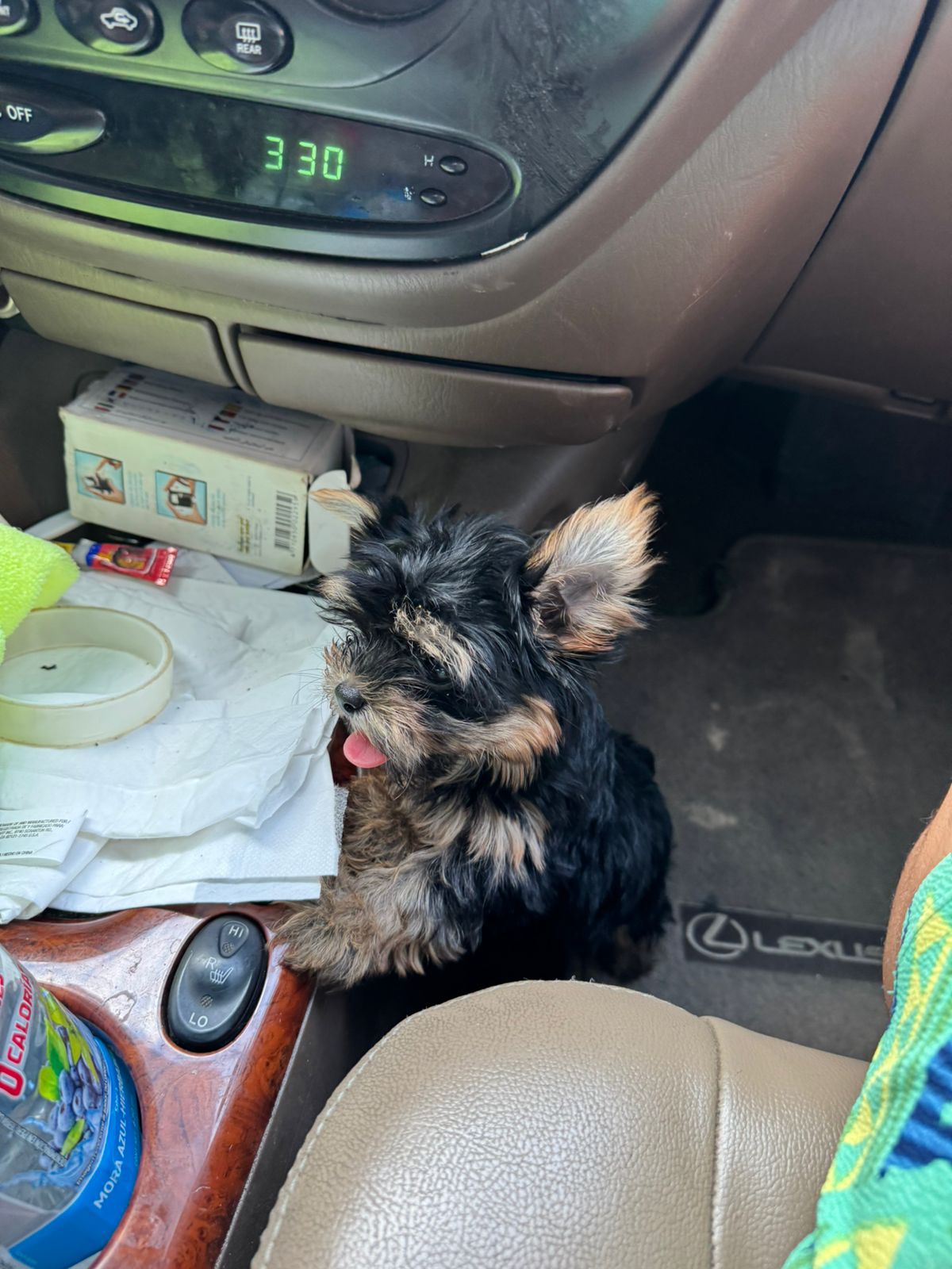 OFERTA CACHORRO YORKIE HEMBRA EN SANTO DOMINGO Y VACUNA AL DIA  Foto 7314634-2.jpg