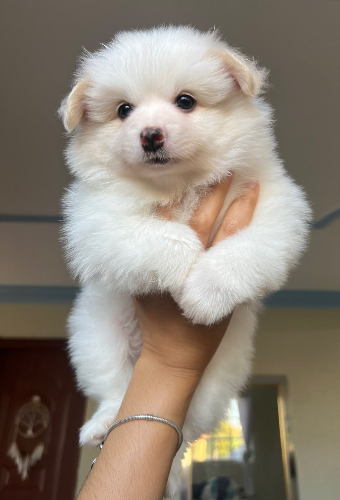 OFERTA CACHORRO POMERANIA AMBOS SEXO EN SANTO DOMINGO Y VACUNADA Foto 7314635-1.jpg
