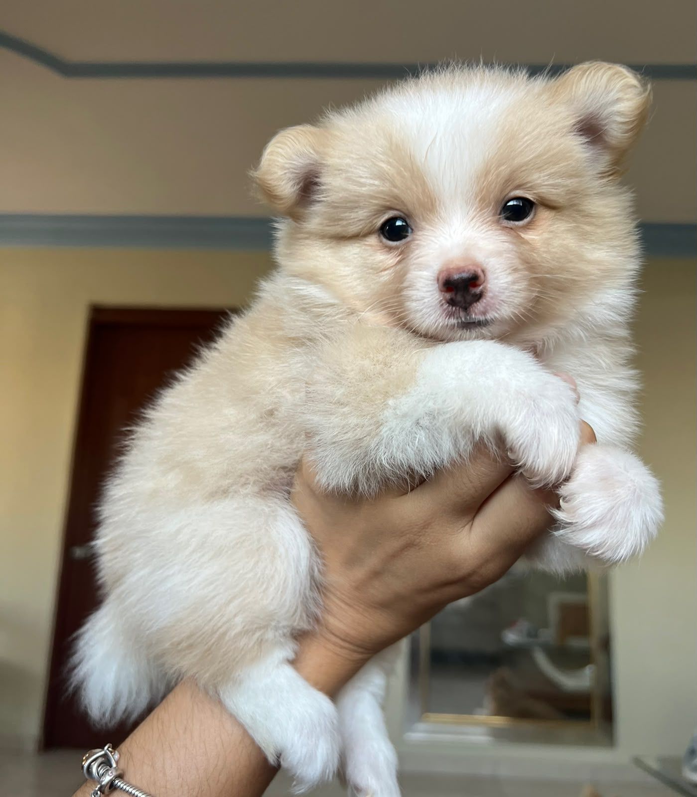OFERTA CACHORRO POMERANIA AMBOS SEXO EN SANTO DOMINGO Y VACUNADA Foto 7314635-3.jpg