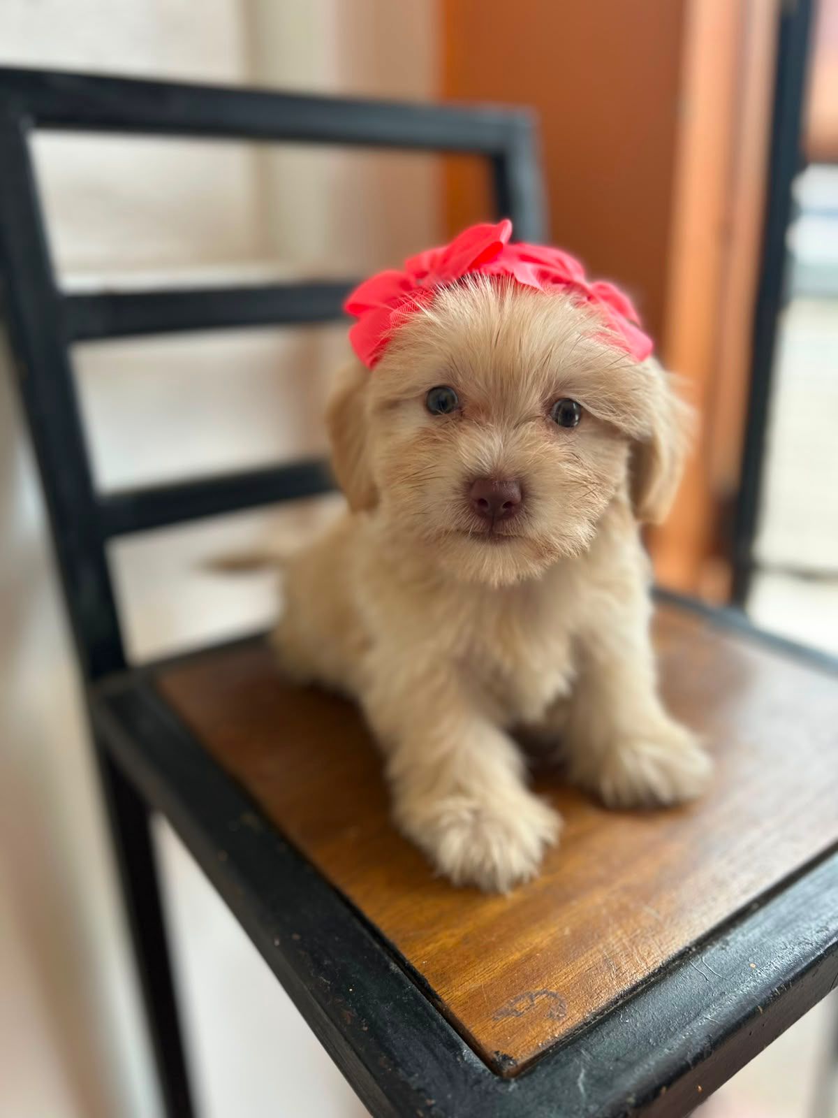 OFERTA CACHORRO MALTIPOO AMBOS SEXO EN SANTO DOMINGO Y VACUNA AL DIA  Foto 7314666-4.jpg