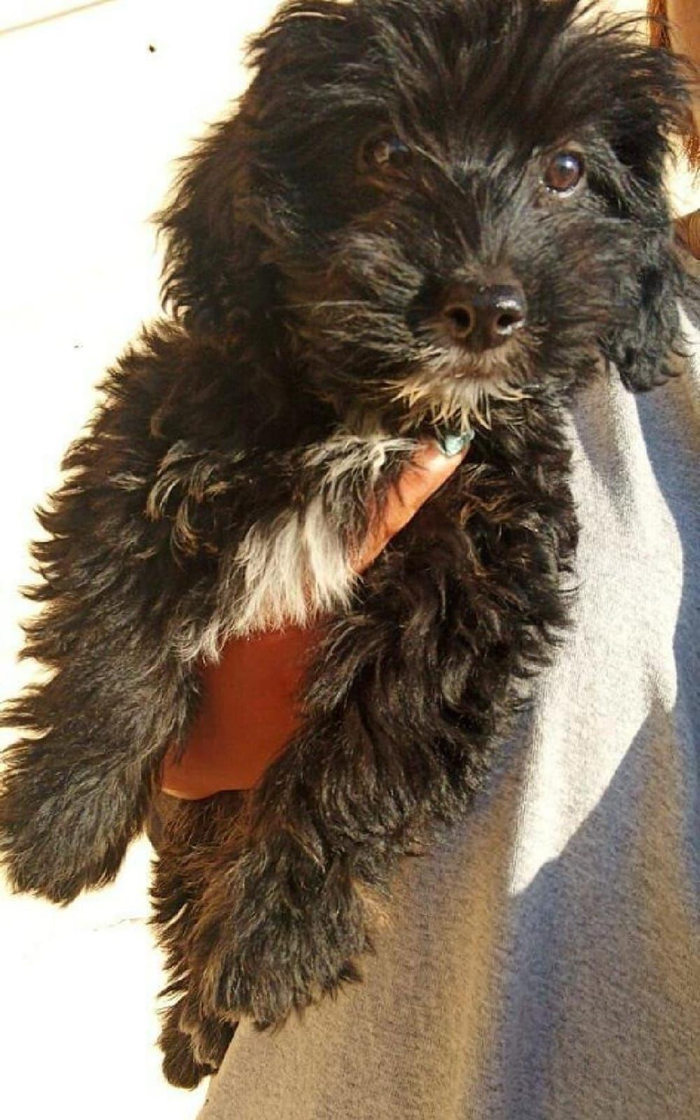 OFERTA CACHORRO SHIPOO MACHO EN SANTO DOMINGO Y VACUNA AL DIA  Foto 7314780-1.jpg