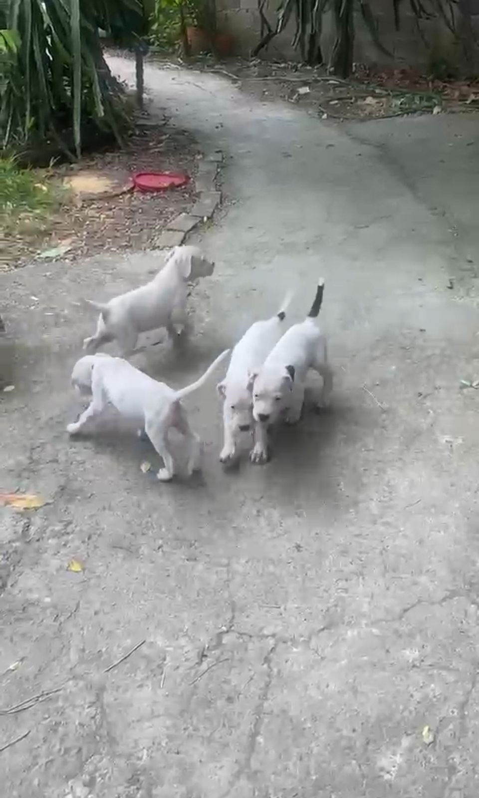OFERTA CACHORRO DOGO ARGENTINO AMBOS SEXO EN SANTIAGO Y VACUNA AL DIA  Foto 7314782-1.jpg
