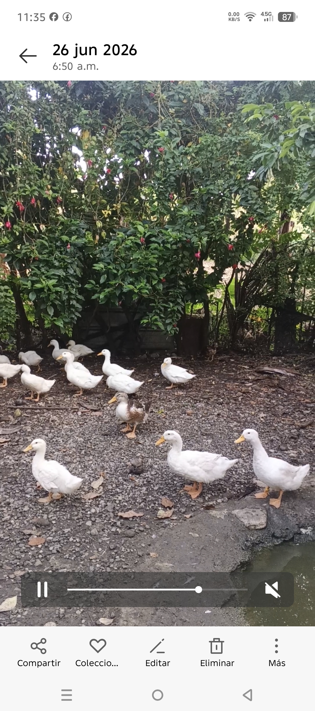 Parejas de Patos Pekinés Blancos Adultos jóvenes listos para reproducc Foto 7314931-2.jpg