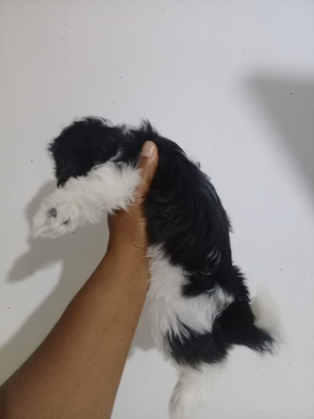 OFERTA CACHORRO SHIH TZU  HEMBRA EN SANTO DOMINGO Y VACUNA AL DIA  Foto 7315221-1.jpg