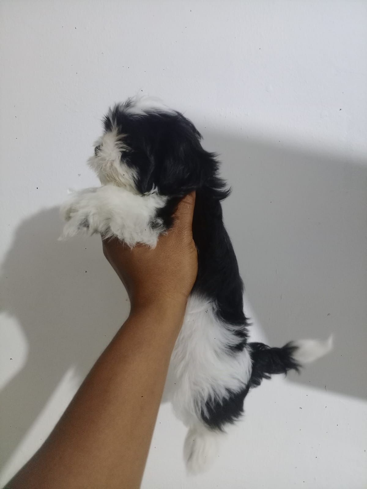 OFERTA CACHORRO SHIH TZU  HEMBRA EN SANTO DOMINGO Y VACUNA AL DIA  Foto 7315221-2.jpg