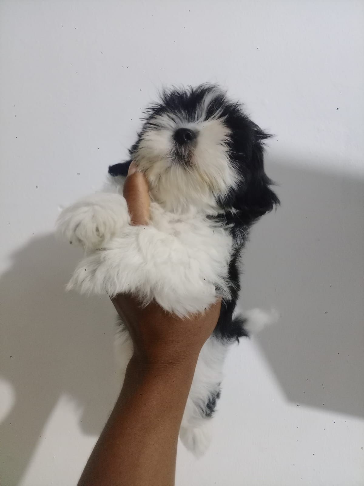 OFERTA CACHORRO SHIH TZU  HEMBRA EN SANTO DOMINGO Y VACUNA AL DIA  Foto 7315221-4.jpg