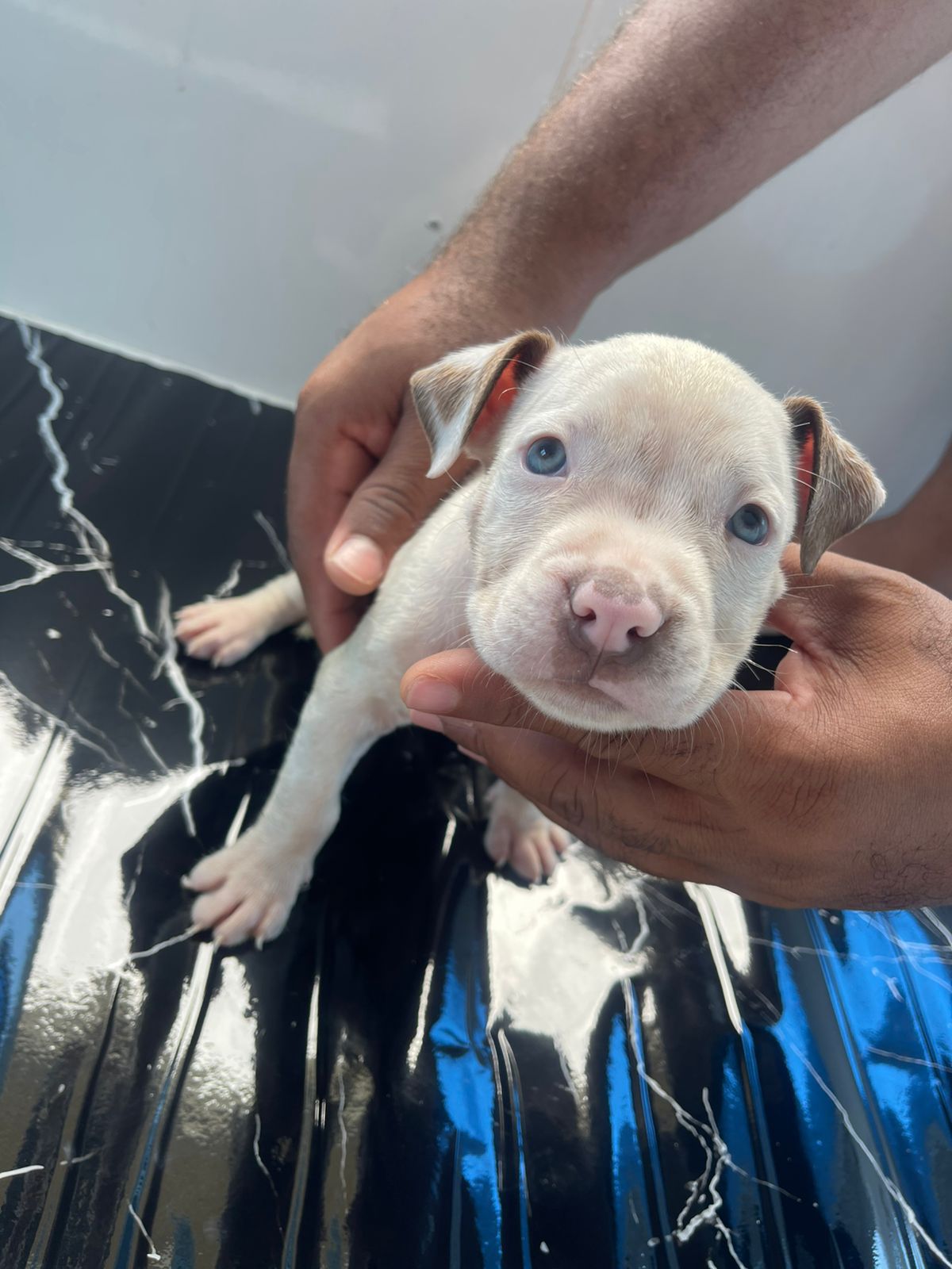 OFERTA CACHORRO PITBULL AMBOS SEXO EN SANTO DOMINGO Y VACUNA AL DIA  Foto 7315223-1.jpg