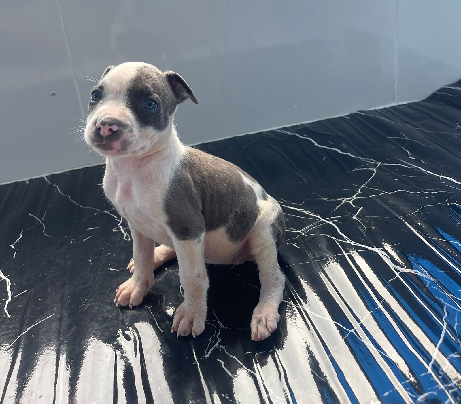 OFERTA CACHORRO PITBULL AMBOS SEXO EN SANTO DOMINGO Y VACUNA AL DIA  Foto 7315223-2.jpg