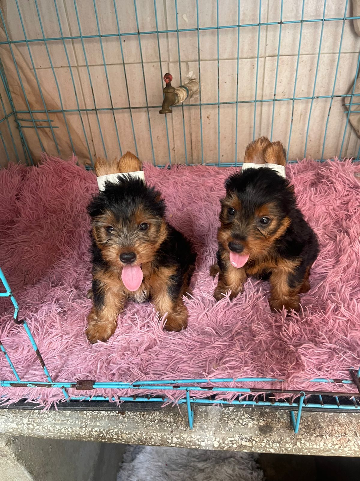 OFERTA CACHORRO YORKIE MACHO UBICADA EN SANTO DOMINGO Y VACUNA AL DIA  Foto 7315268-2.jpg