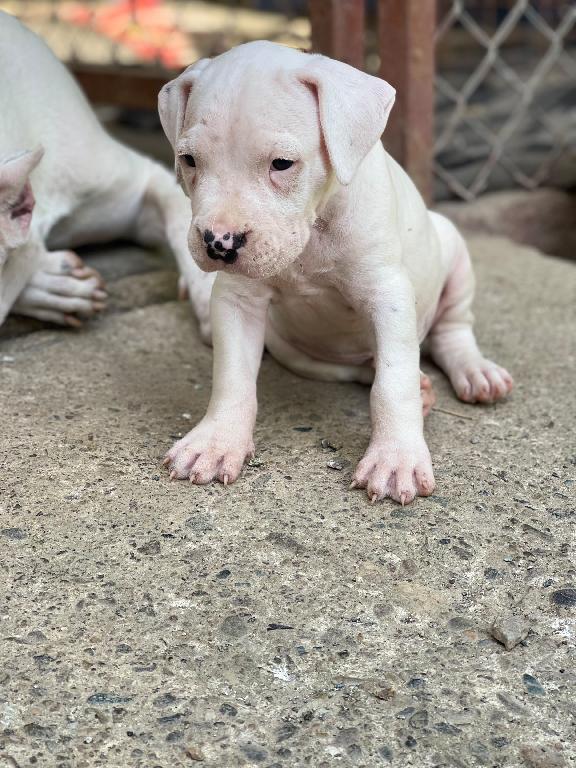 Dogo Argentino Ambos Sexos  Foto 7315320-1.jpg