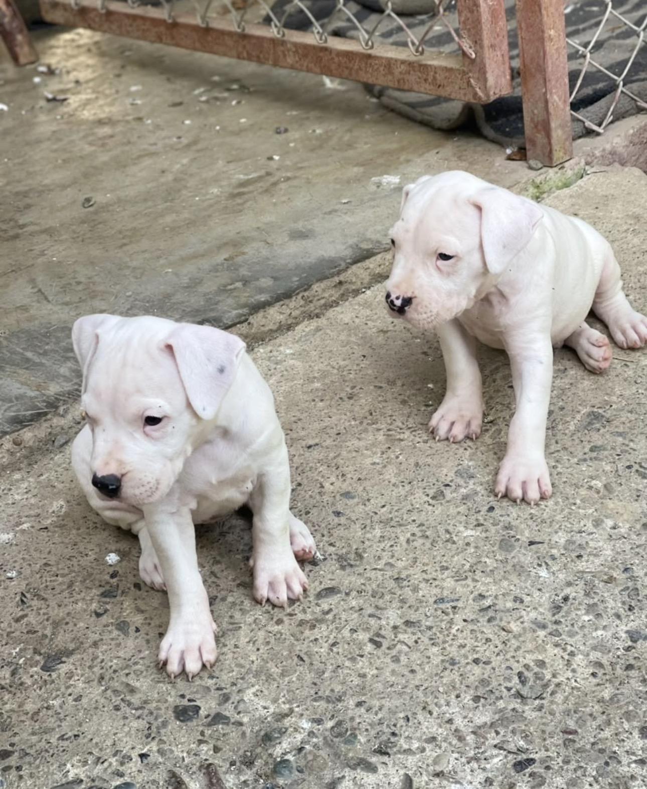 Dogo Argentino Ambos Sexos  Foto 7315320-2.jpg