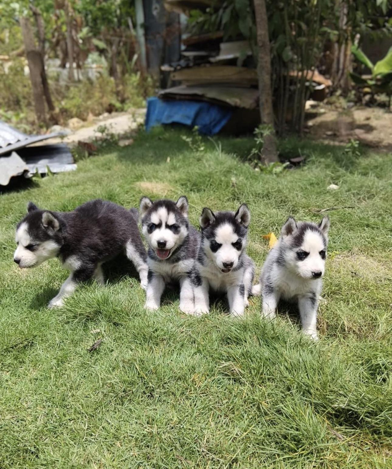 Husky Siberiano Ambos Sexos  Foto 7315324-2.jpg