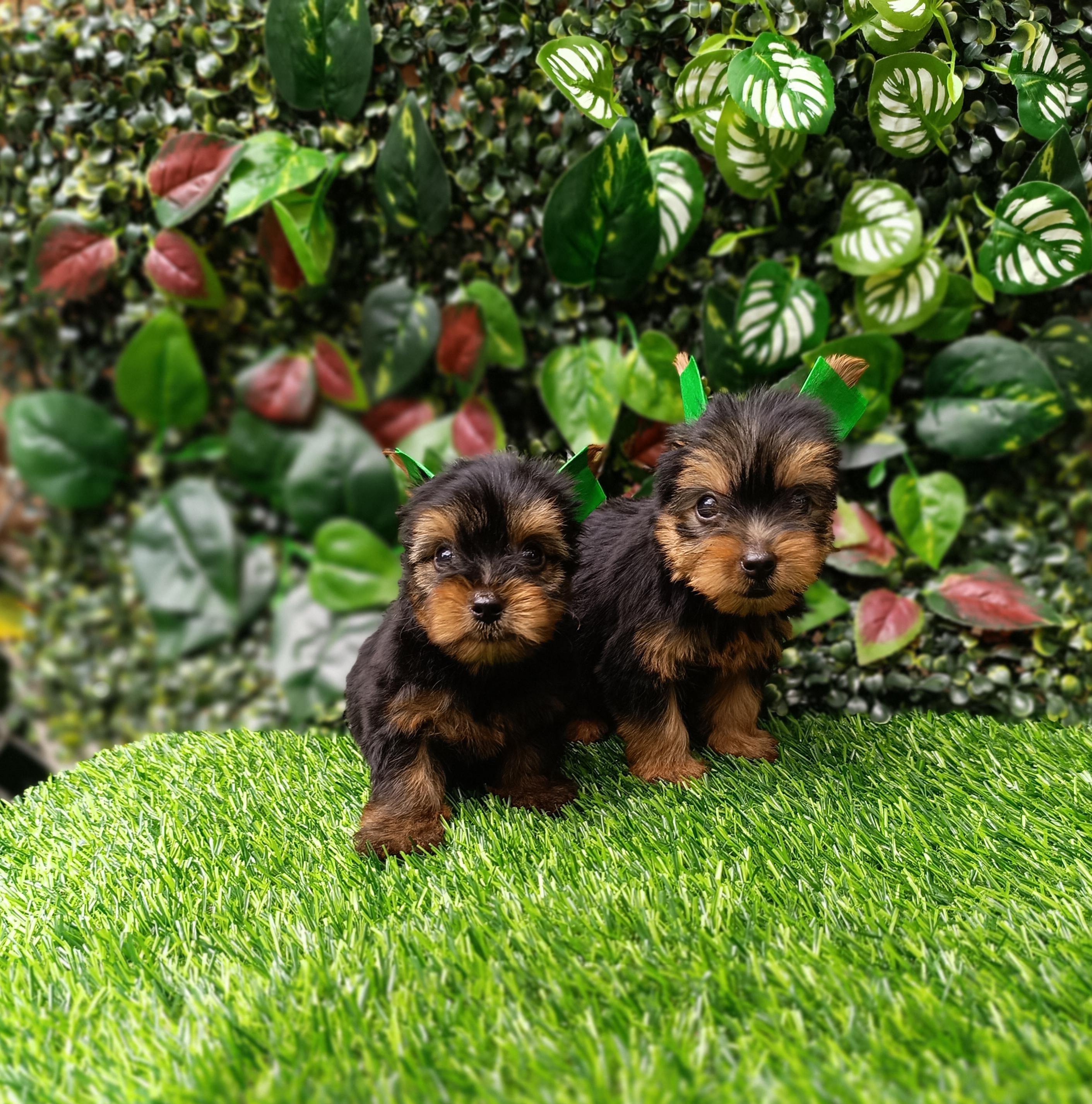 Yorkie Ambos Sexos  Foto 7315329-2.jpg