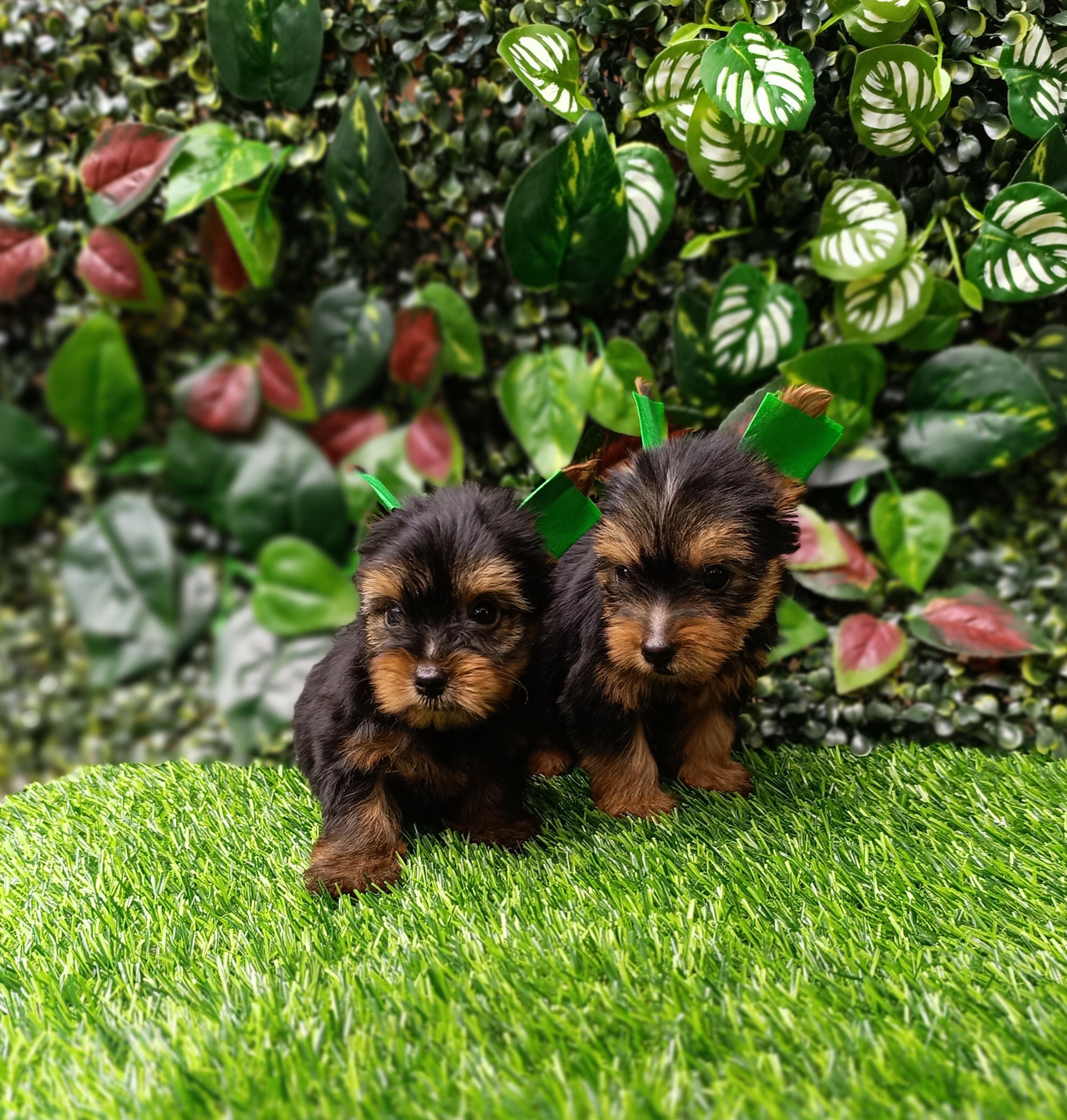 Yorkie Ambos Sexos  Foto 7315329-3.jpg