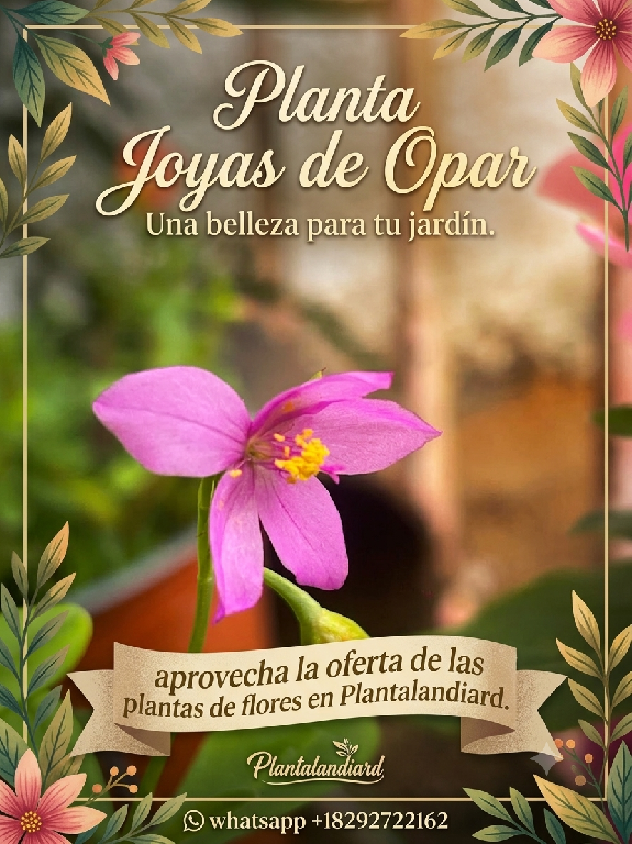 planta de Flores Joyas de  opar Foto 7315380-1.jpg