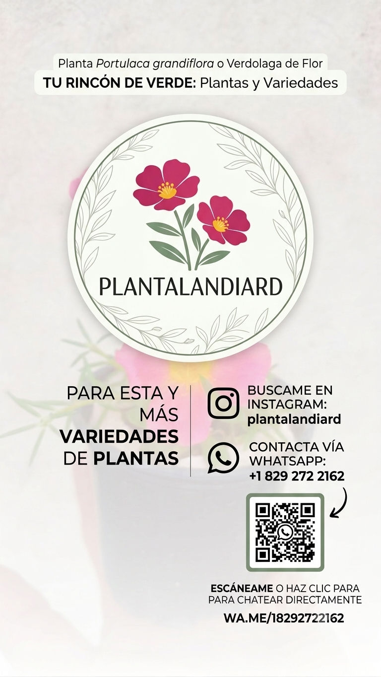 Plantas de Flores Reales amor de un Rato Foto 7315382-3.jpg