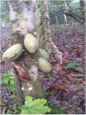 ULTIMA REBAJA en Finca de CACAO en PRODUCCION 112 tareas en El Valle d Foto 7315669-4.jpg